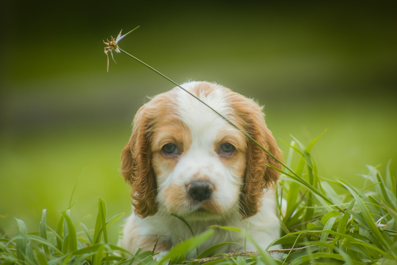 CG阔叶罗布图雪茄:高铁直播app 详情下载教程